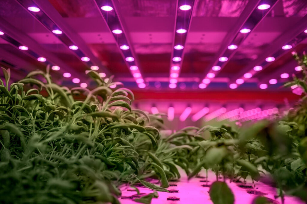 Aquaponic farm sustainable business artificial lighting concept