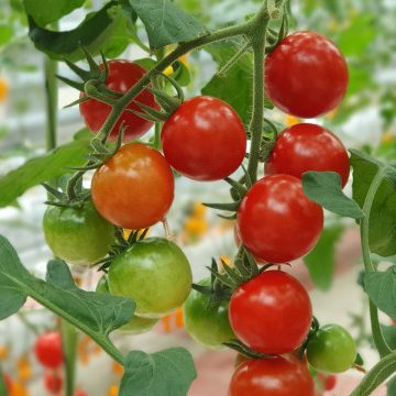 colorful-tomatoes-vegetables-fruits-are-growing-indoor-farm-vertical-farm (1) 1 Colorful tomatoes vegetables fruits are growing indoor farm vertical farm (1) 1