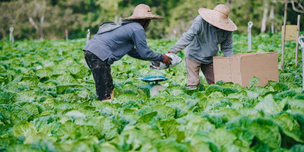 Asian male farmers picking up and packing cabbage with newspaper on fields Asian male farmers picking up and packing cabbage with newspaper on fields